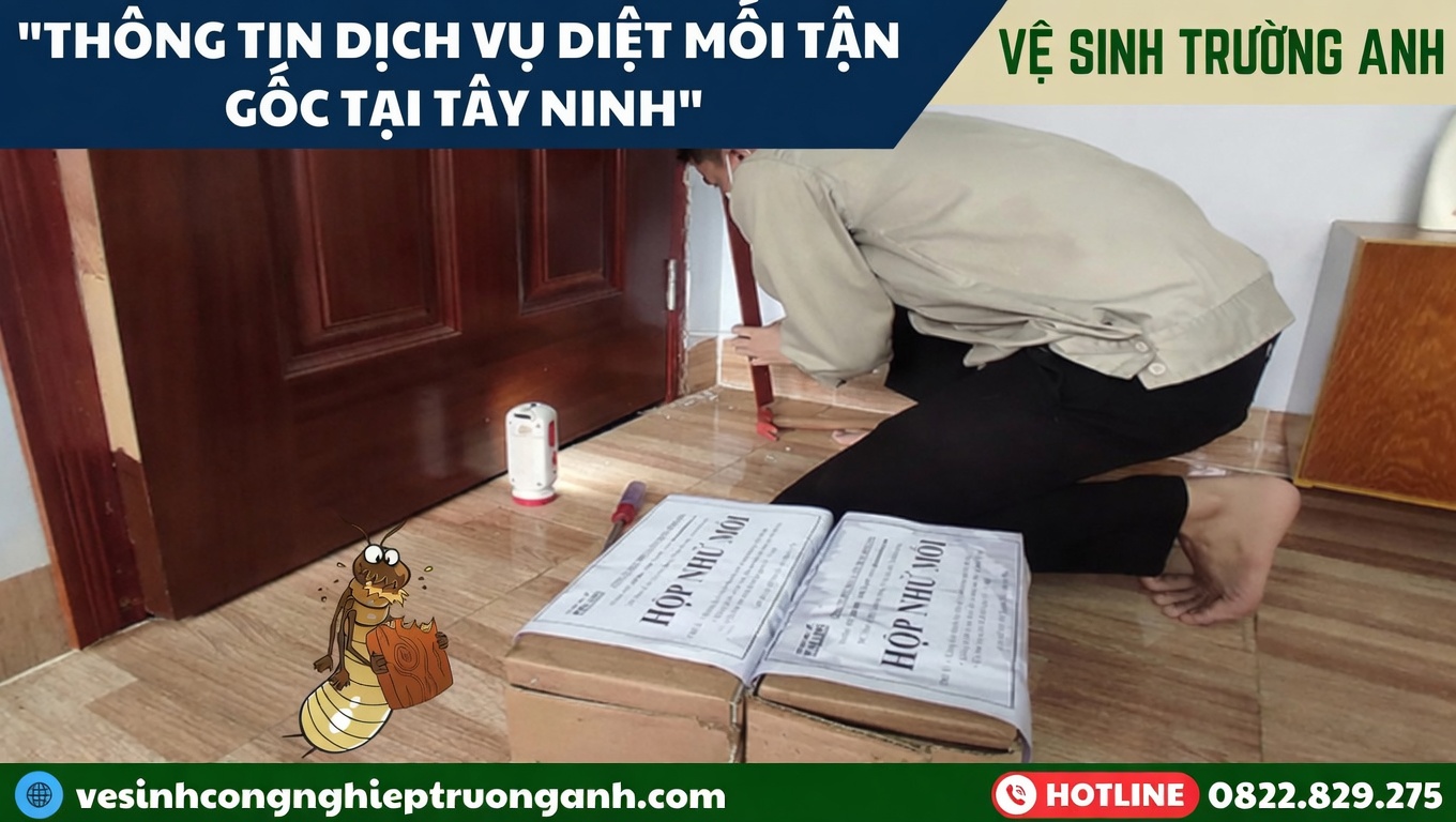 dich-vu-diet-moi-chuyen-nghiep-tai-tay-ninh