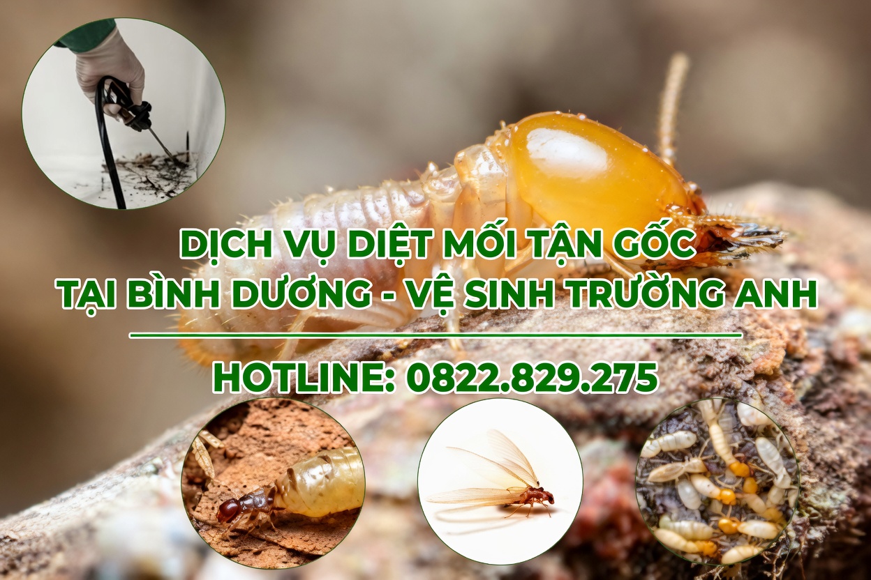 dịch vụ diệt mối tận gốc tại nhà ở bình dương