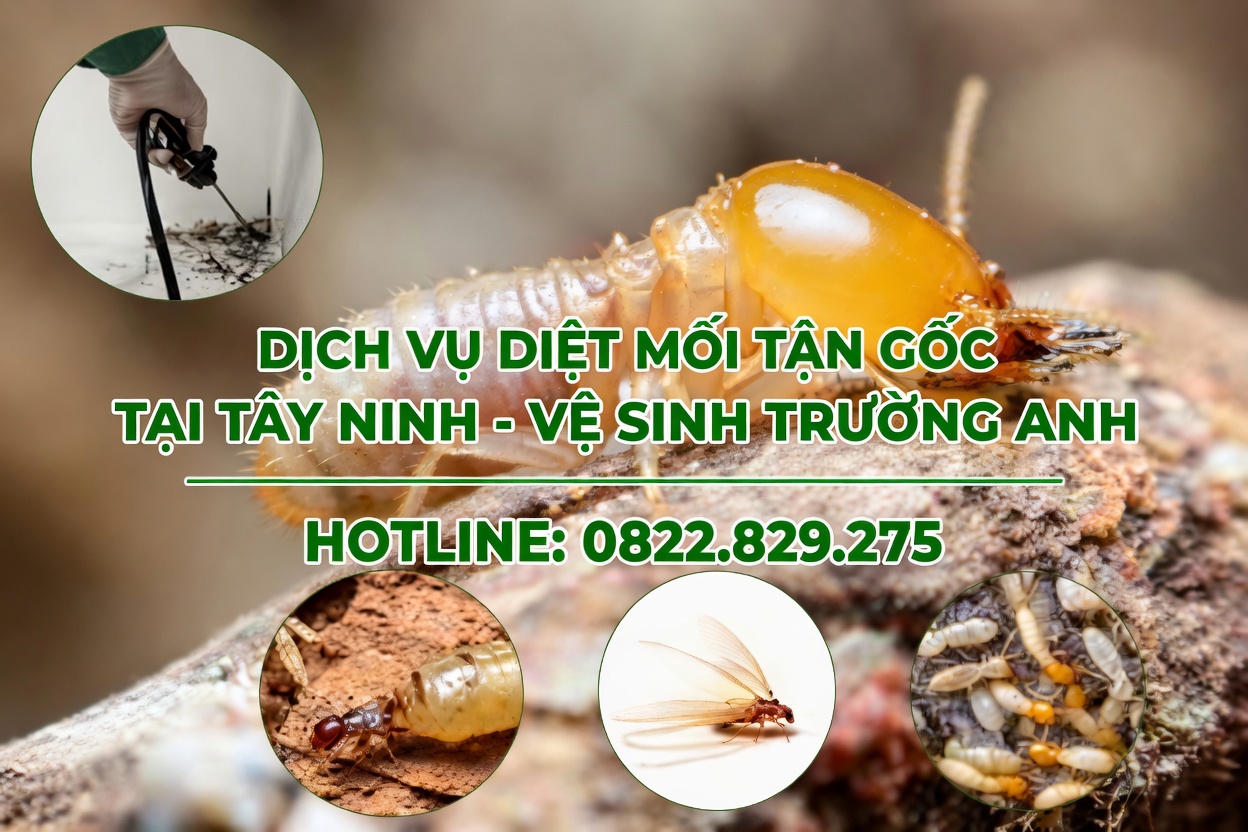 Dịch vụ diệt mối tại tây ninh